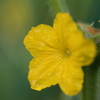 夏野菜～キュウリ