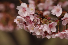 ピンクに染まる季節
