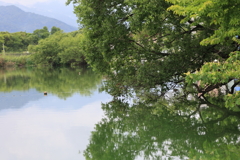 新緑の池