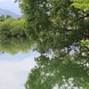 新緑の池
