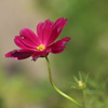 赤い花