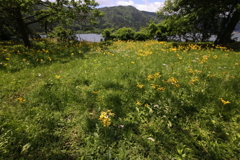サワオグルマ咲く湖畔
