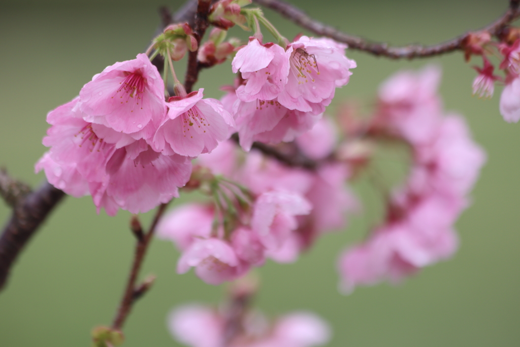 あの時の教え子たちへ　～陽光桜