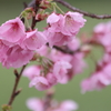 あの時の教え子たちへ　～陽光桜