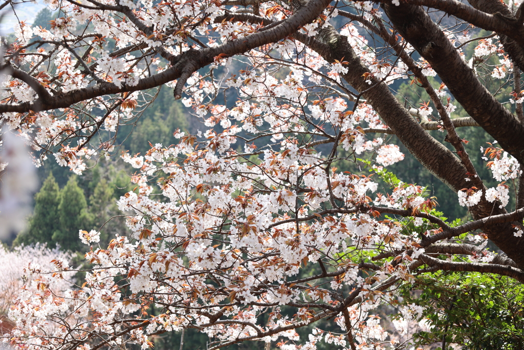お山の桜