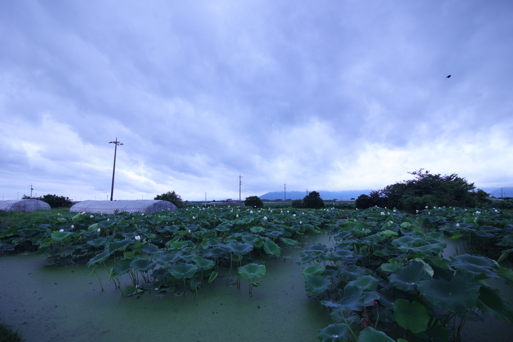 Rainy Blue