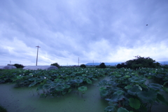 Rainy Blue