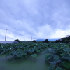 Rainy Blue