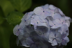 紫陽花