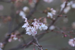 冬桜
