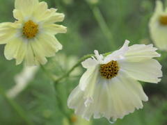 イエローキャンバス