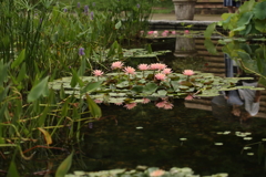 池にて