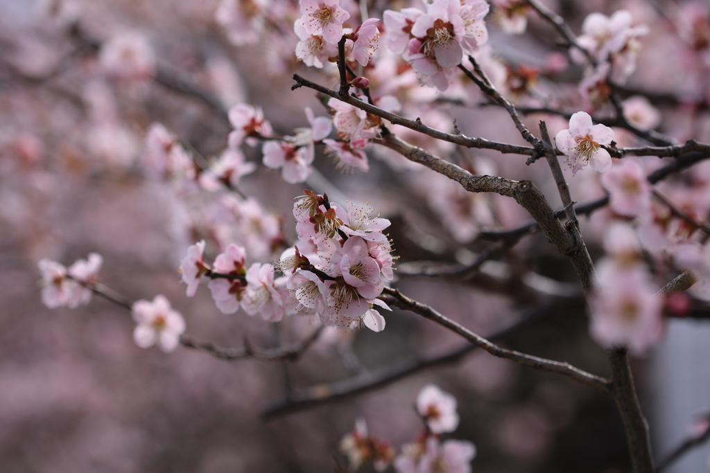 ピンクに染まる季節