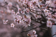 ピンクに染まる季節