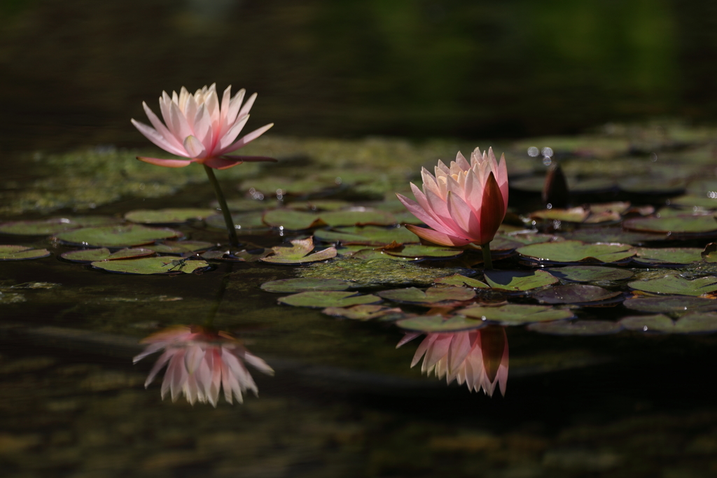 水面に咲く花
