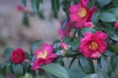 冬の花