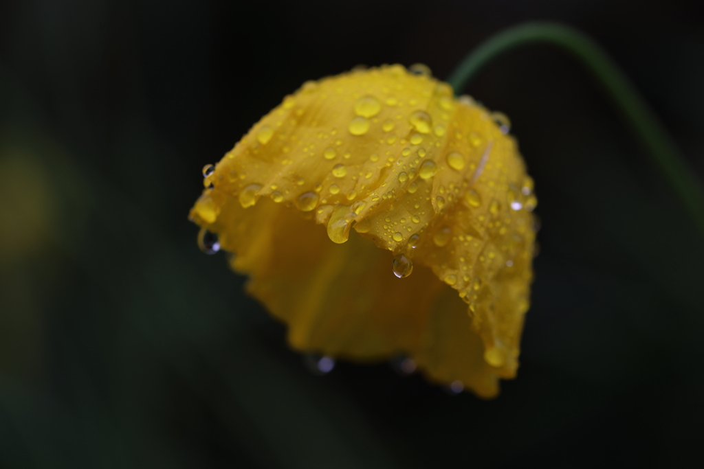 雨に打たれて