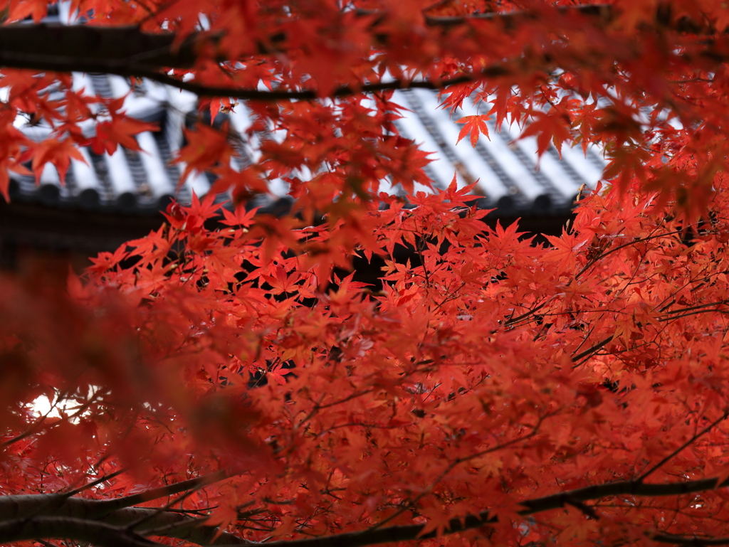 渡岸寺観音堂の紅葉