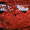 渡岸寺観音堂の紅葉