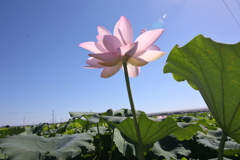 夏空に向かって