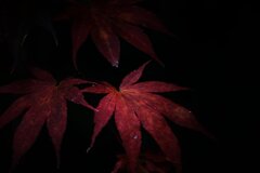 12月