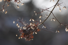 陽に照らされて