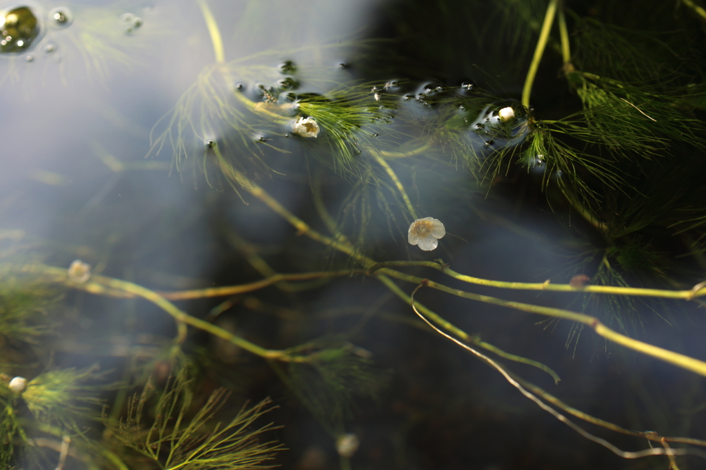 水中花