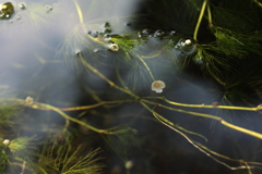 水中花