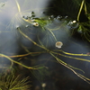 水中花