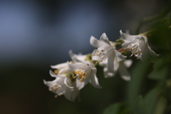 卯の花