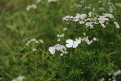 蜜吸いデート