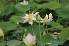 水田に咲く花