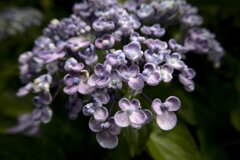 ウズアジサイ (渦紫陽花)