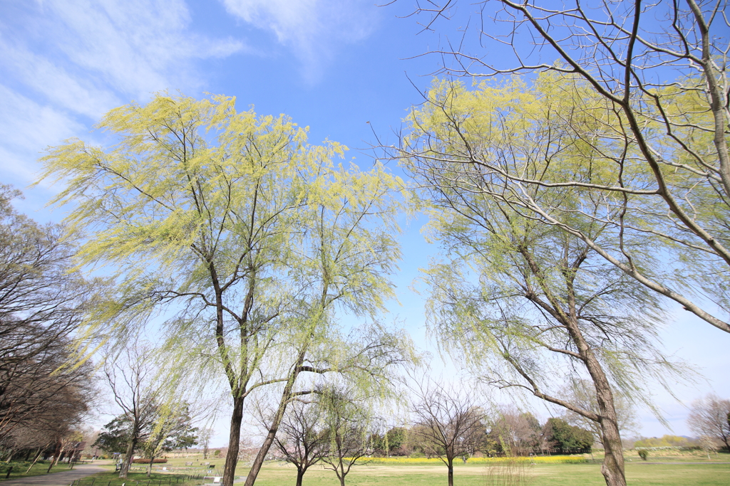 新緑に向かって