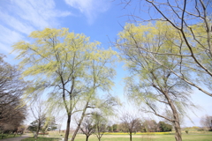 新緑に向かって