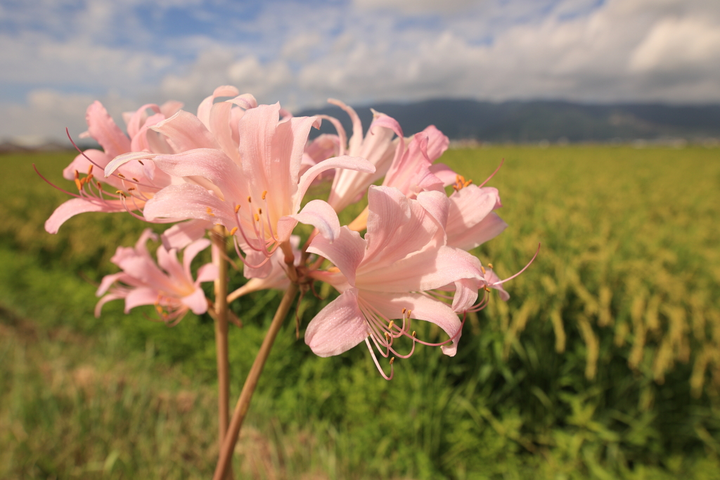 夏の残照