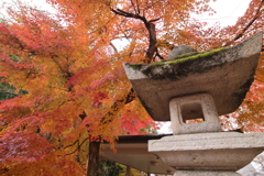 灯篭ともみじ