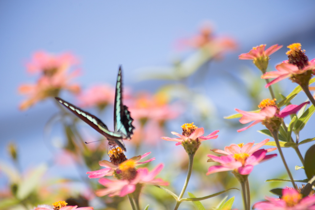 夏の花園