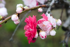 源平咲き 花桃