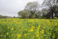 黄色の花畑