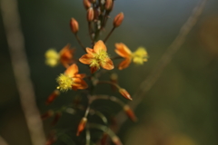 花アロエ