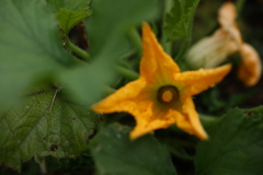 夏野菜～ズッキーニ