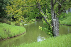 気持ちだけ涼やかに