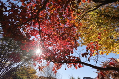 秋陽のグラデーション