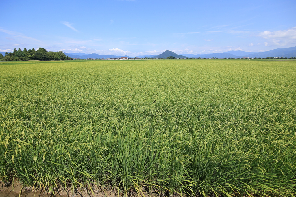 豊葦原之瑞穂国(とよあしはらのみずほのくに) の今年のコメ