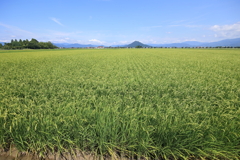 豊葦原之瑞穂国(とよあしはらのみずほのくに) の今年のコメ