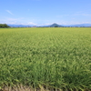 豊葦原之瑞穂国(とよあしはらのみずほのくに) の今年のコメ