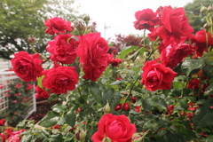 赤薔薇