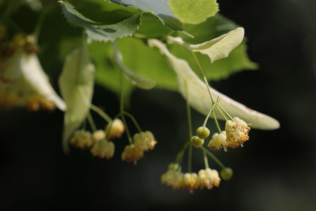 菩提樹