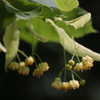 菩提樹